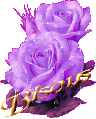 des rose violet